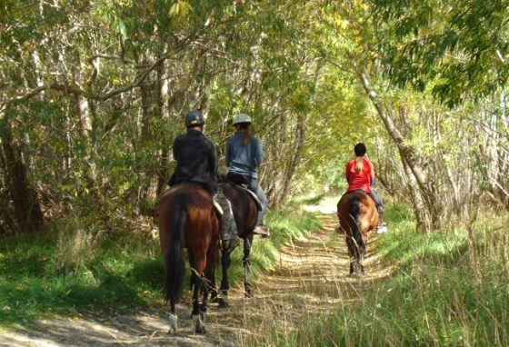 Waimak-Horse-treks